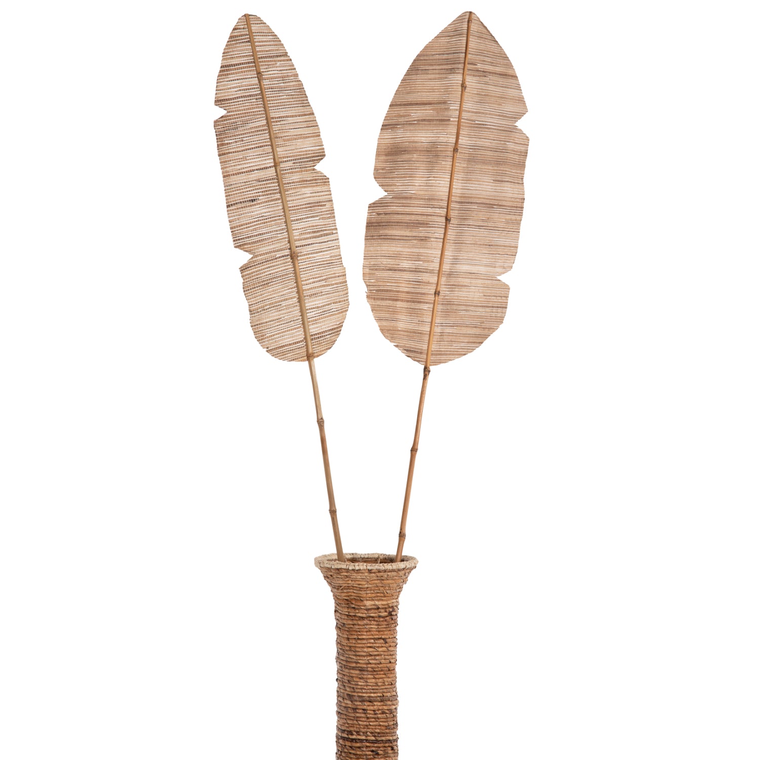 Frunza uscata MEDA HYACINTH NATURAL