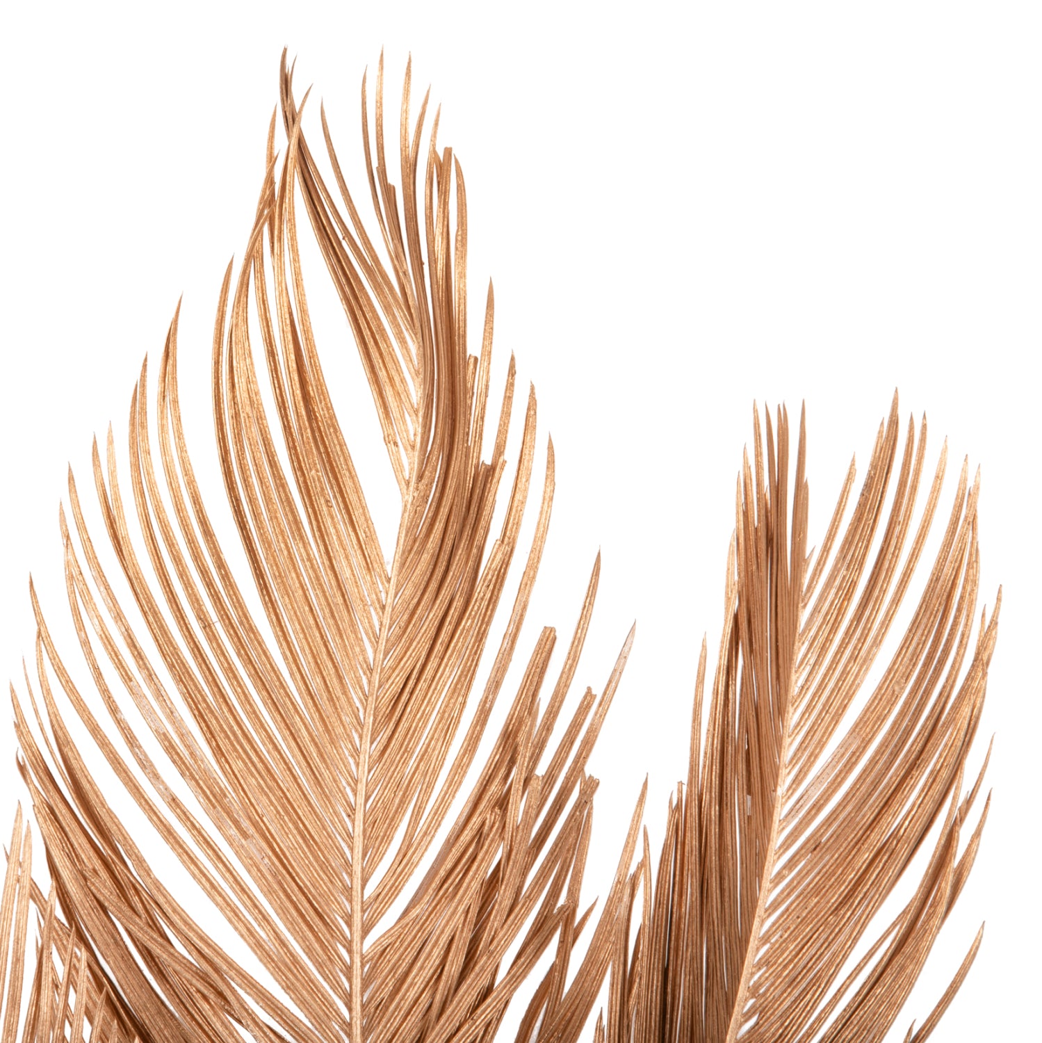 Flori uscate ALANTA PALM GOLD