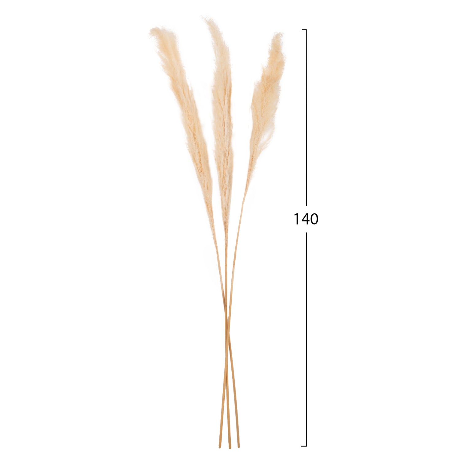 Flori uscate KENAI REED