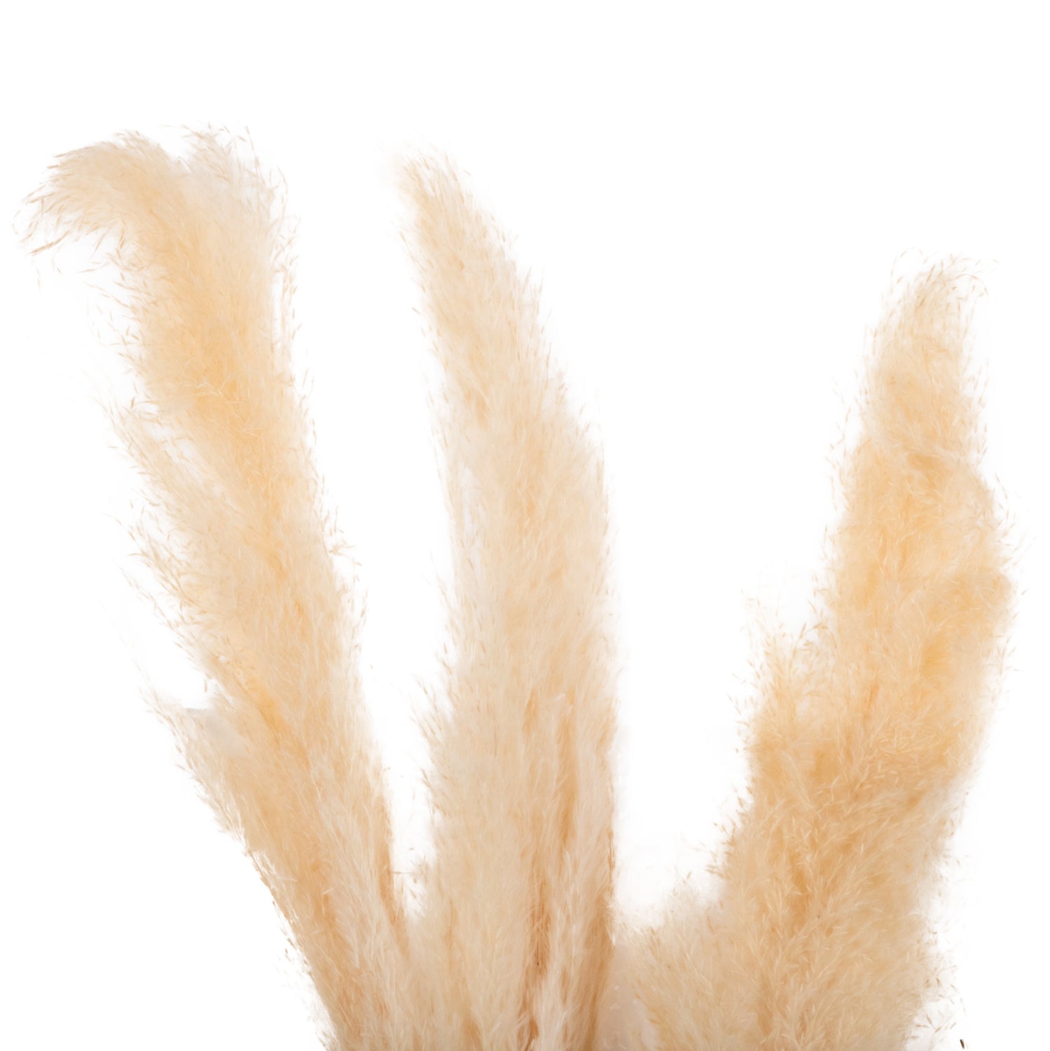 Flori uscate KENAI REED