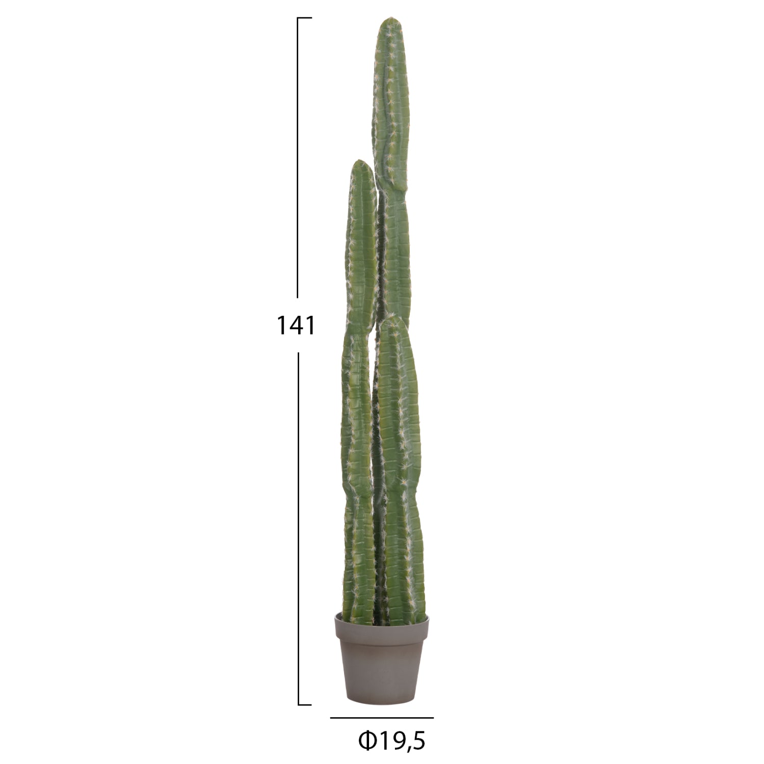 Cactus VEBER 141 CM