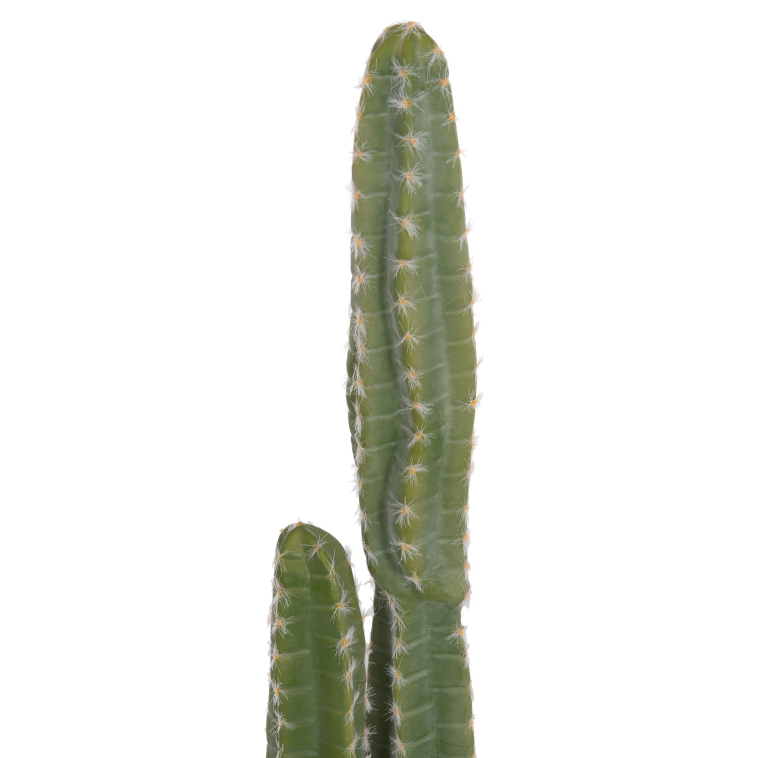Cactus VEBER 141 CM