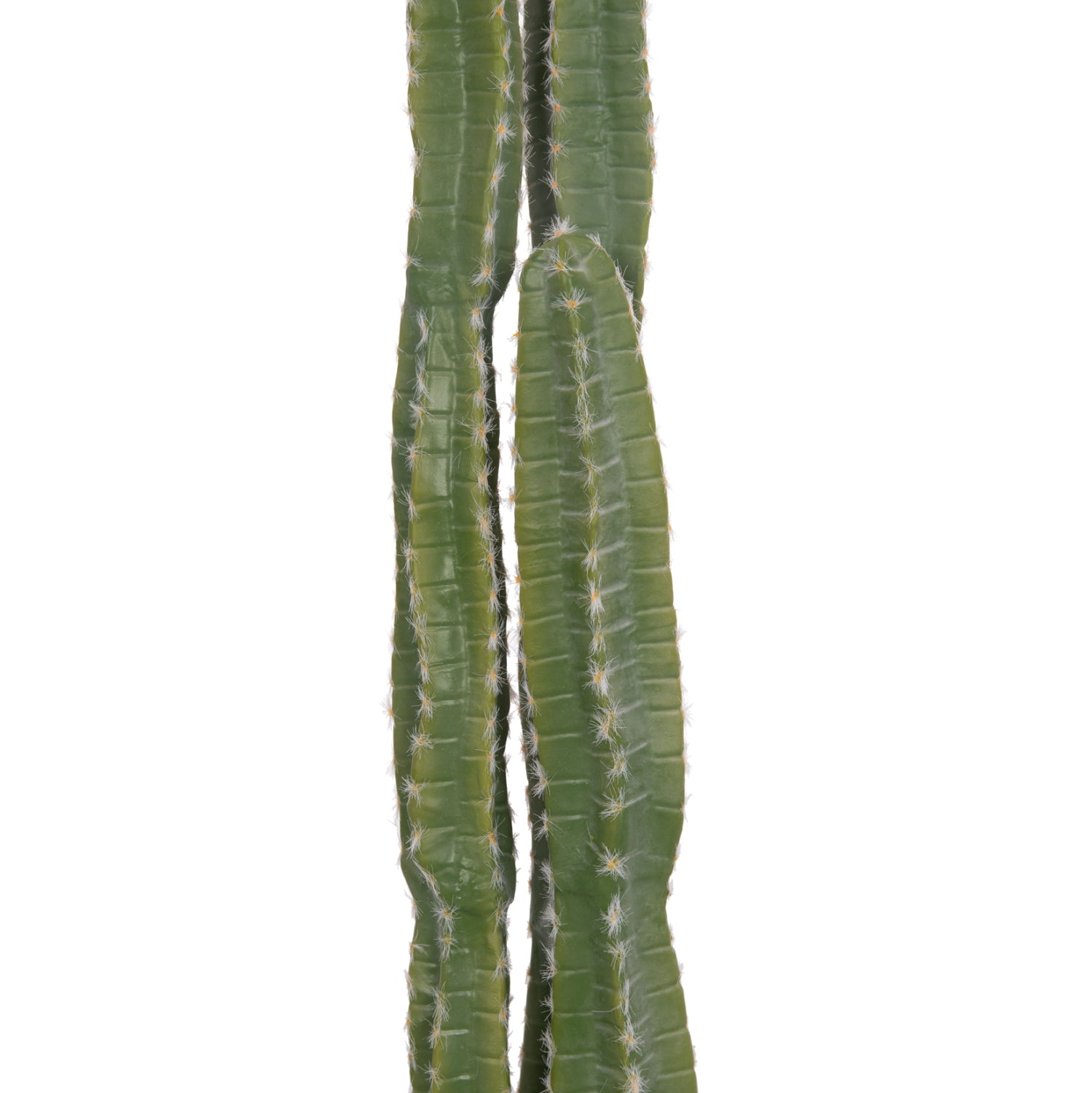 Cactus VEBER 141 CM