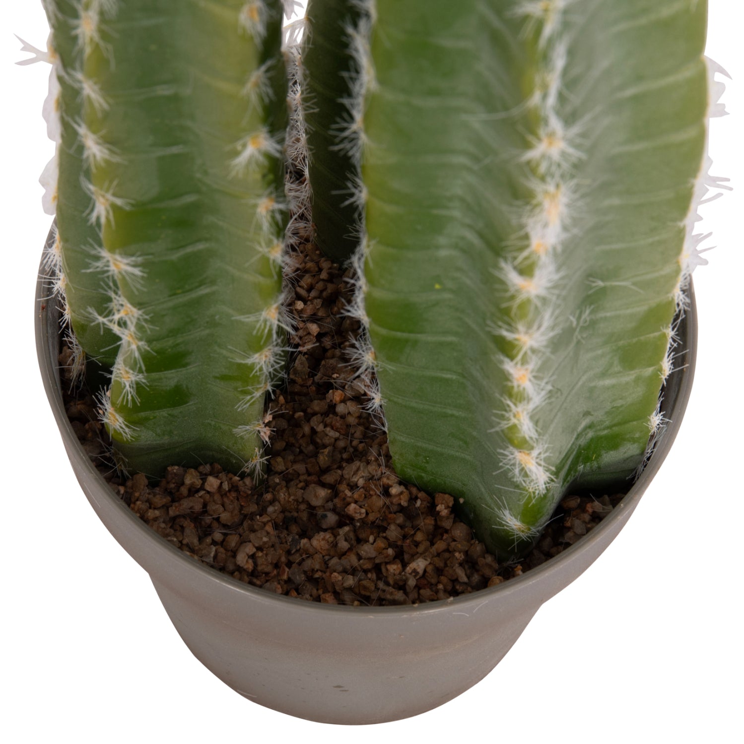 Cactus VEBER 141 CM