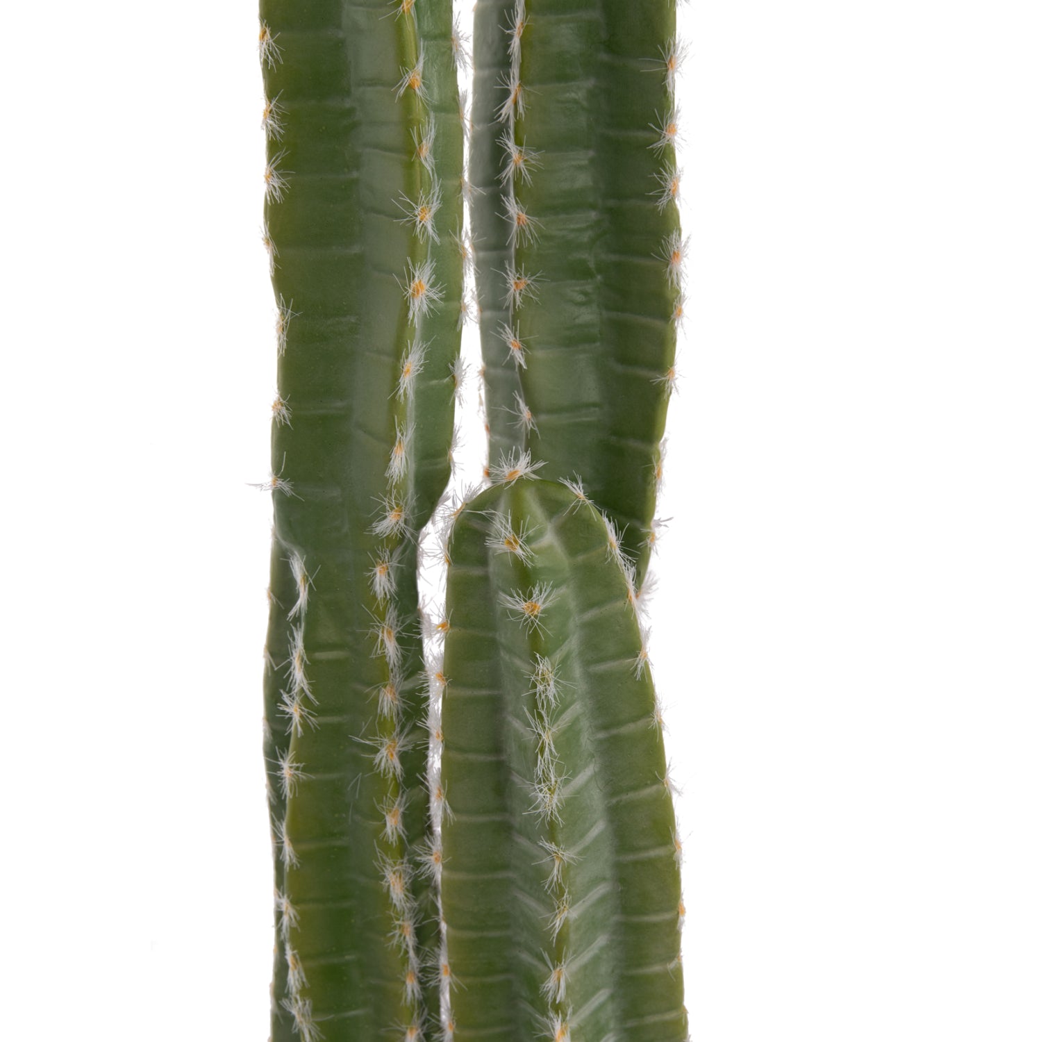 Cactus VEBER 141 CM
