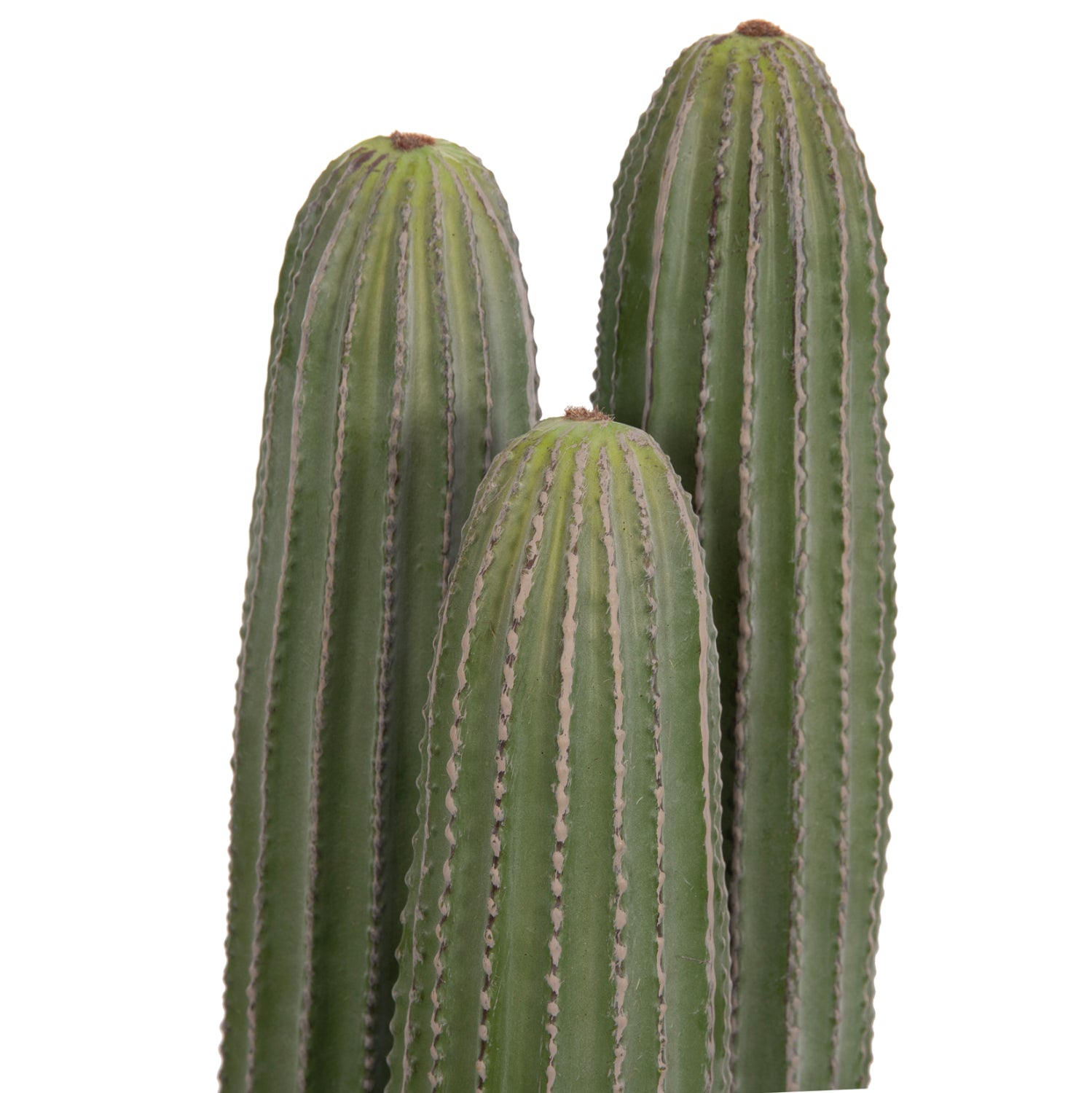 Cactus LELO 62 CM