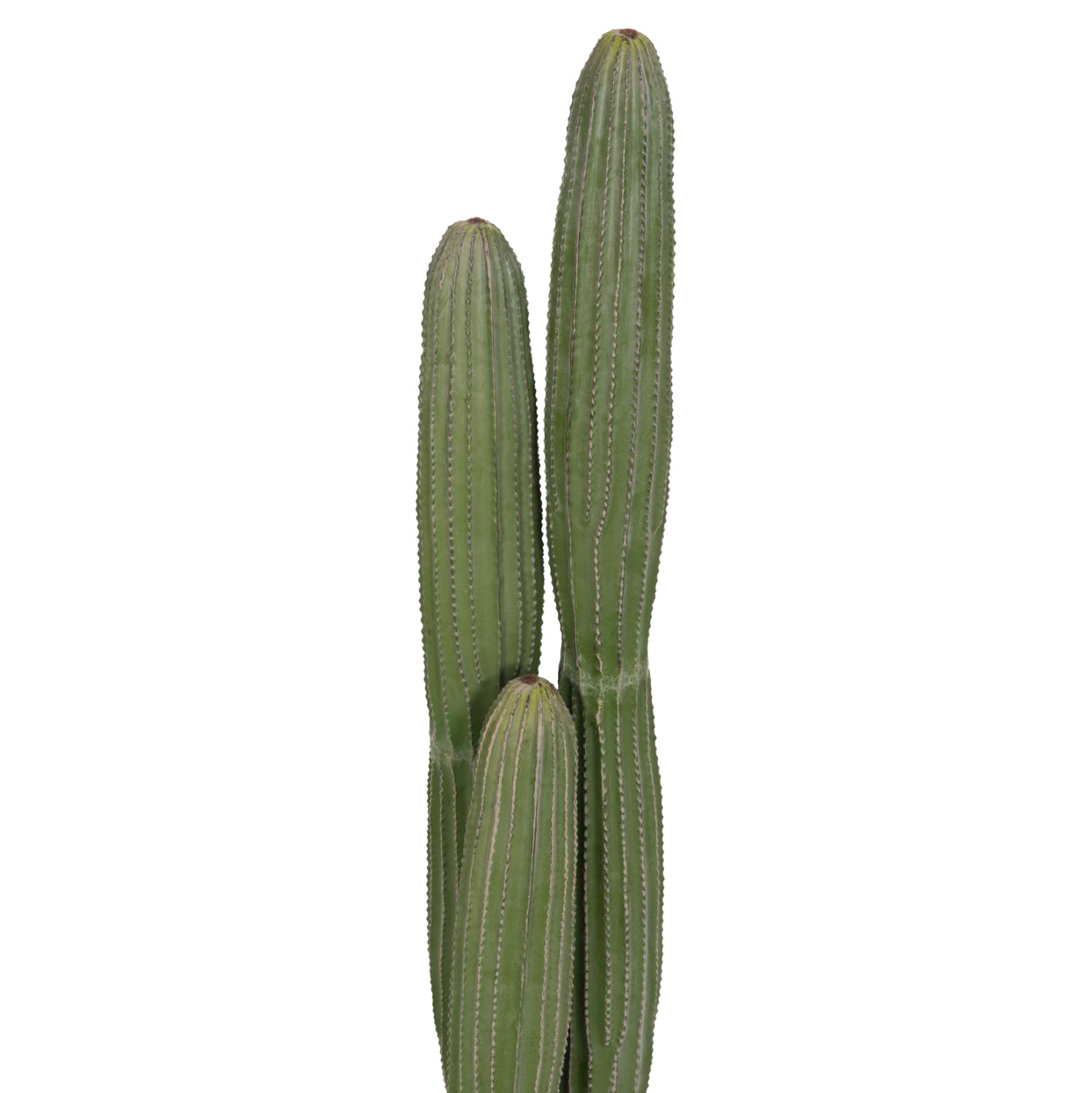 Cactus MARVIN 105 CM