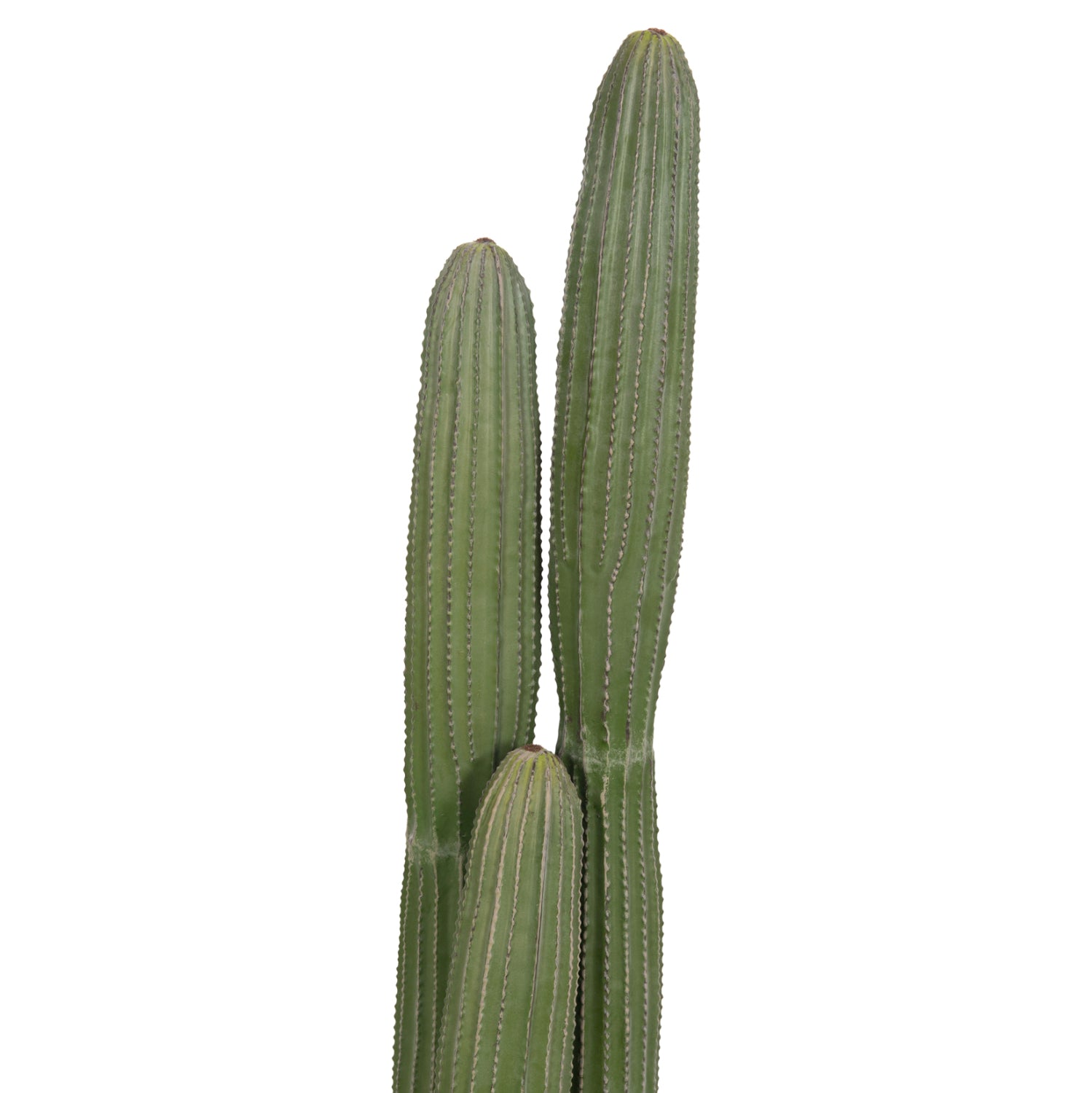 Cactus MARVIN 105 CM