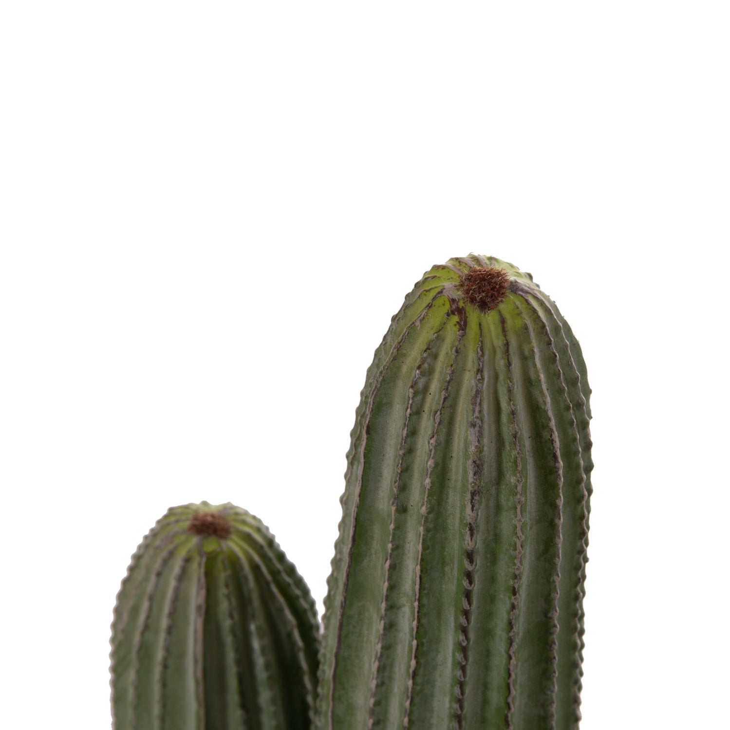 Cactus MARVIN 105 CM