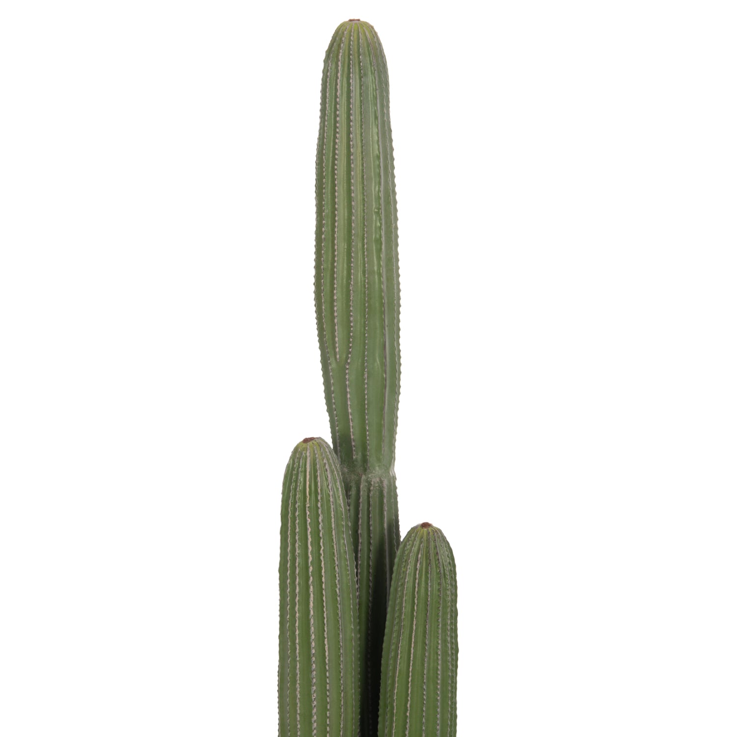 Cactus ARLET 144 CM