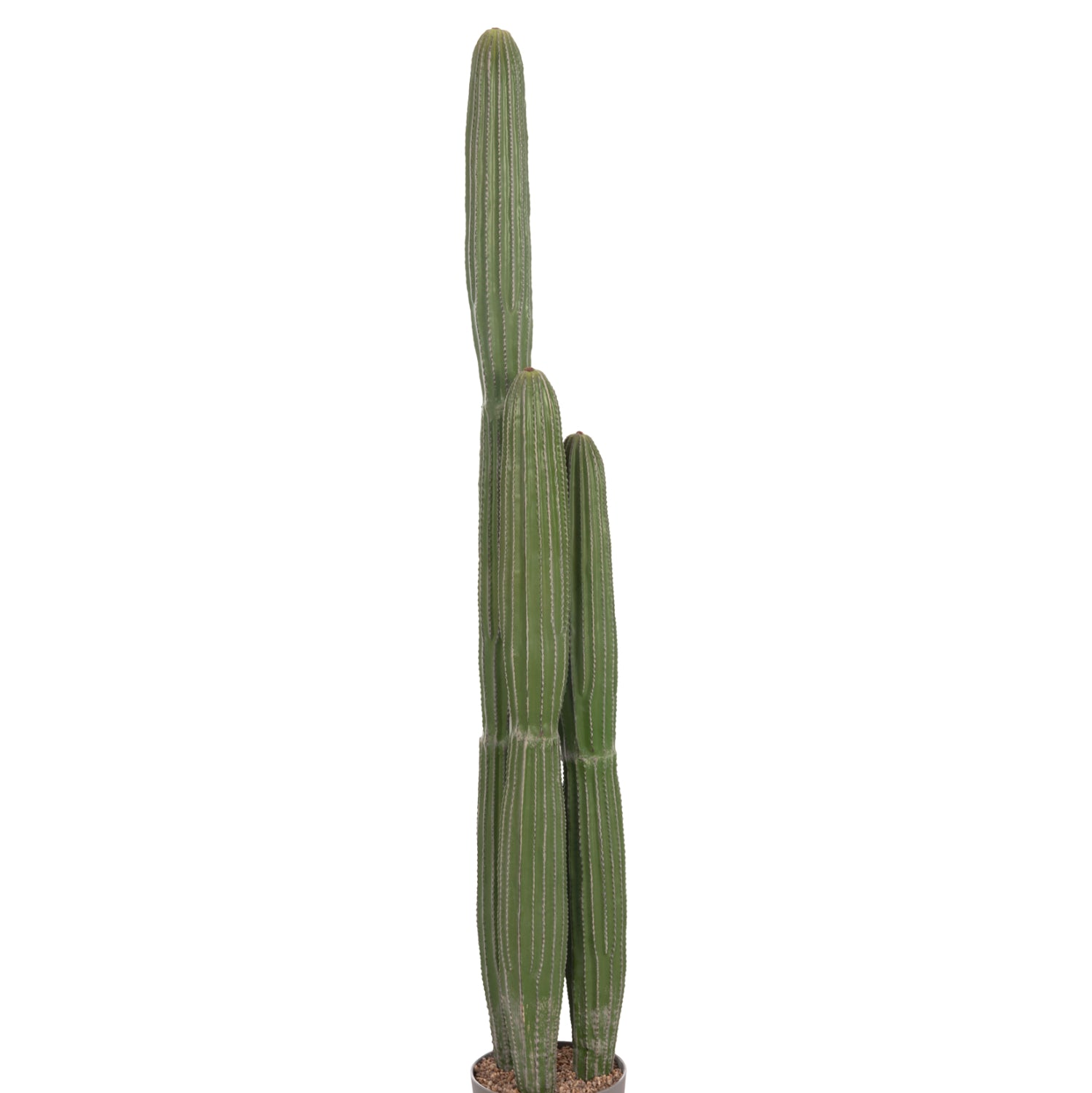 Cactus ARLET 144 CM