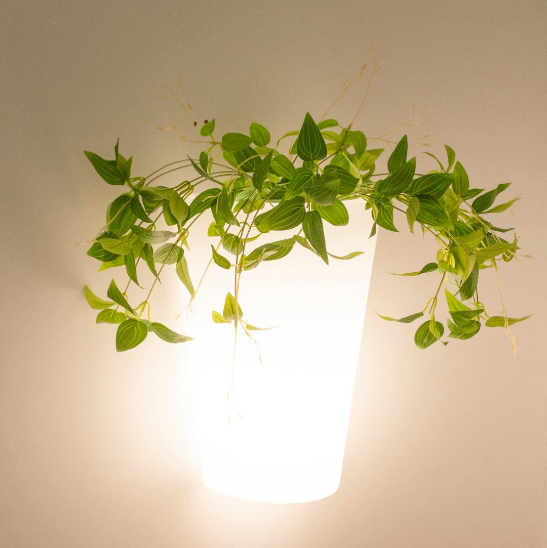 Aplica de perete HAVANA 31