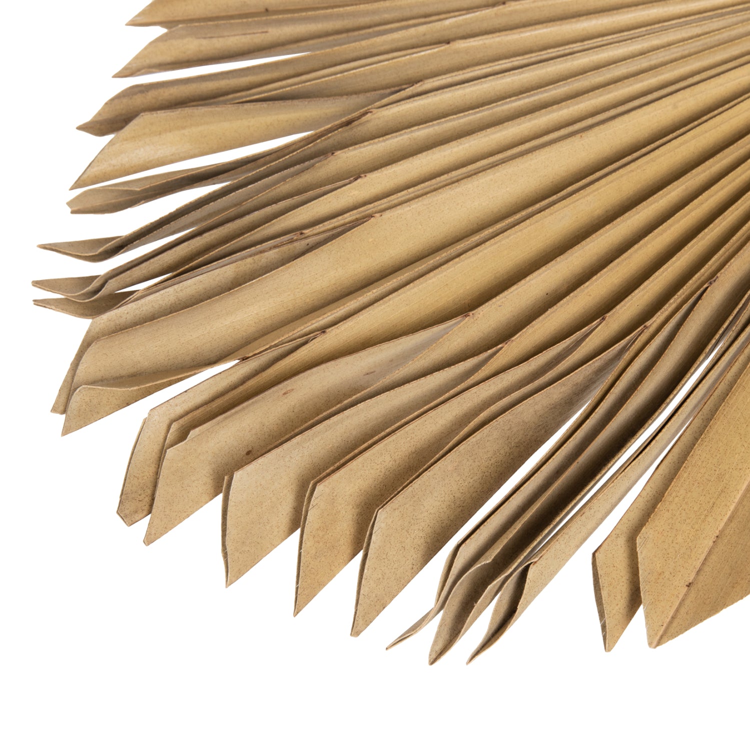 Frunza uscata HOLAS PALM