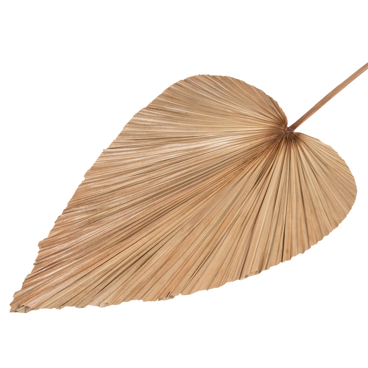 Frunza uscata MALOS PALM