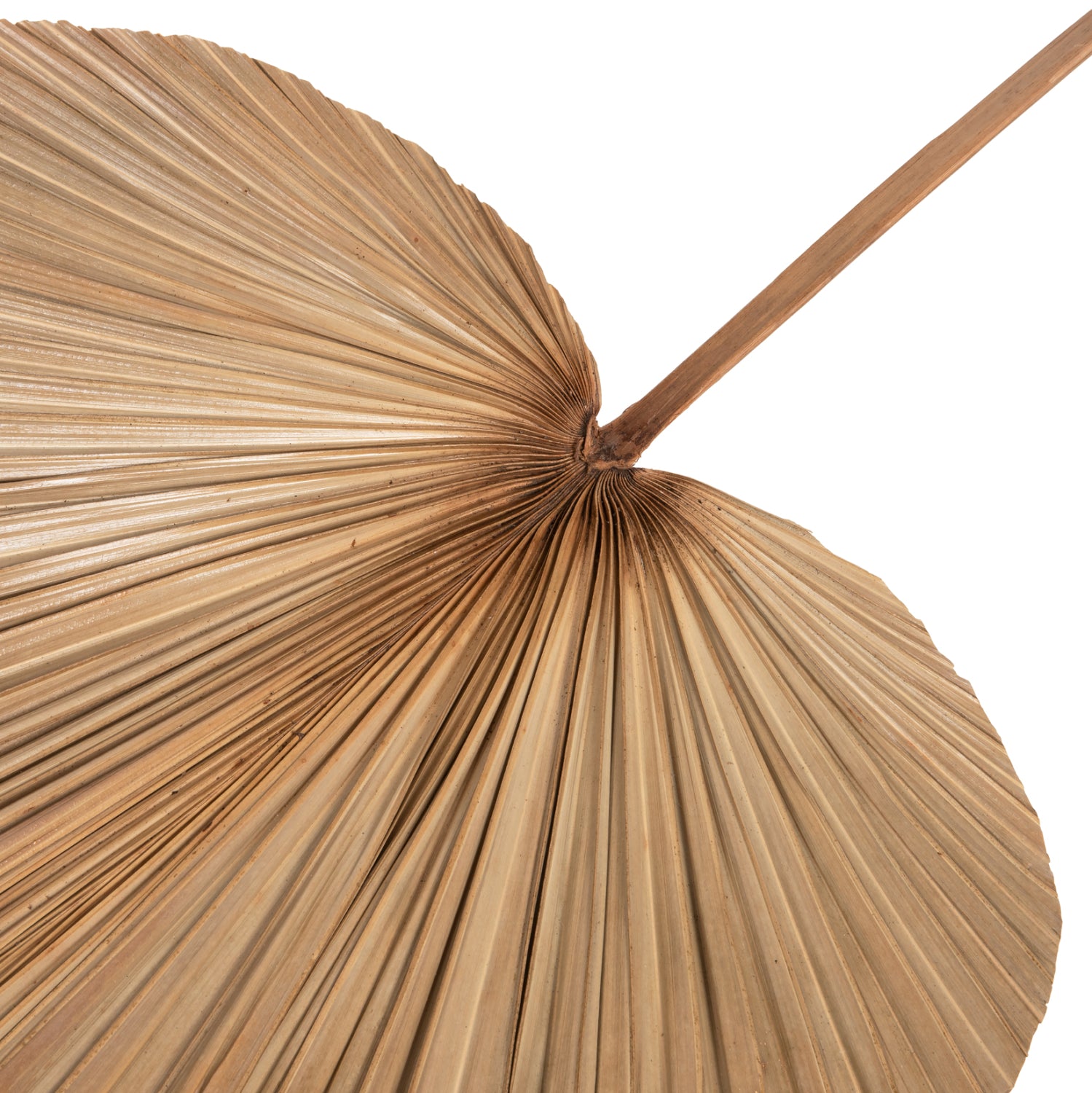 Frunza uscata MALOS PALM