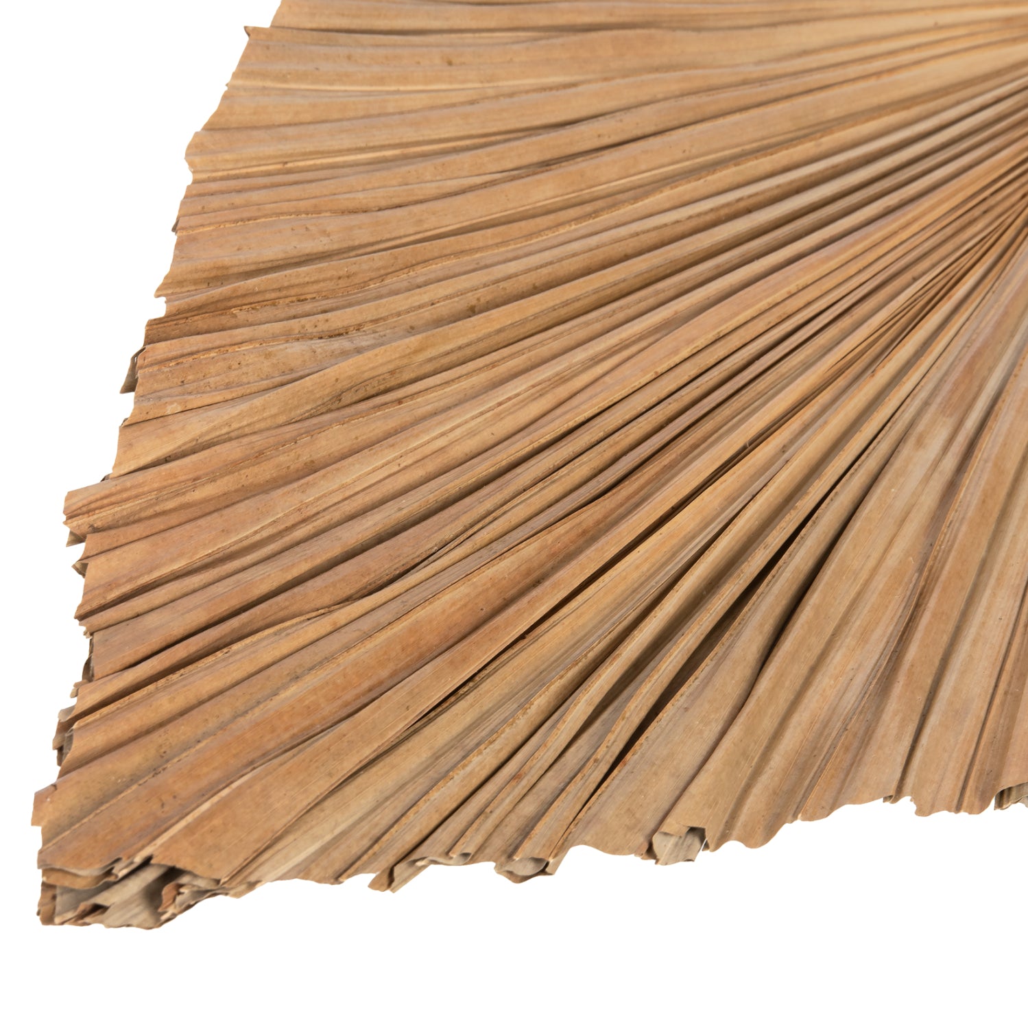 Frunza uscata MALOS PALM