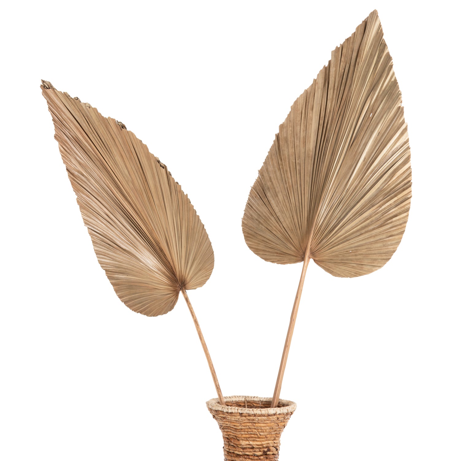 Frunza uscata MALOS PALM