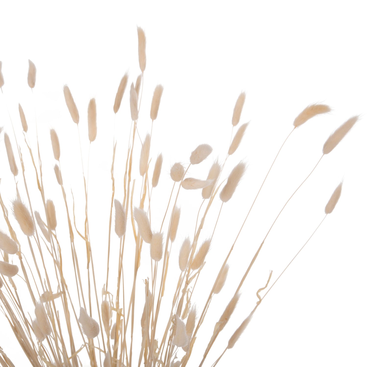 Flori uscate NANSI BOUQUET