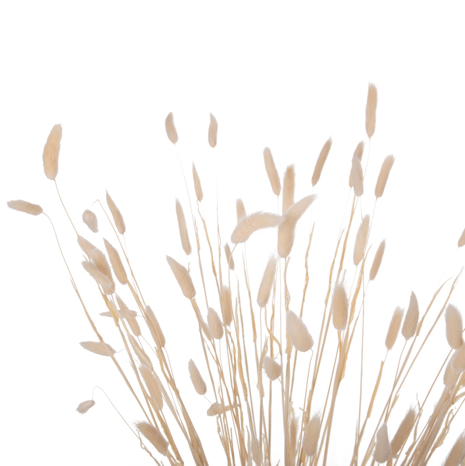 Flori uscate NANSI BOUQUET