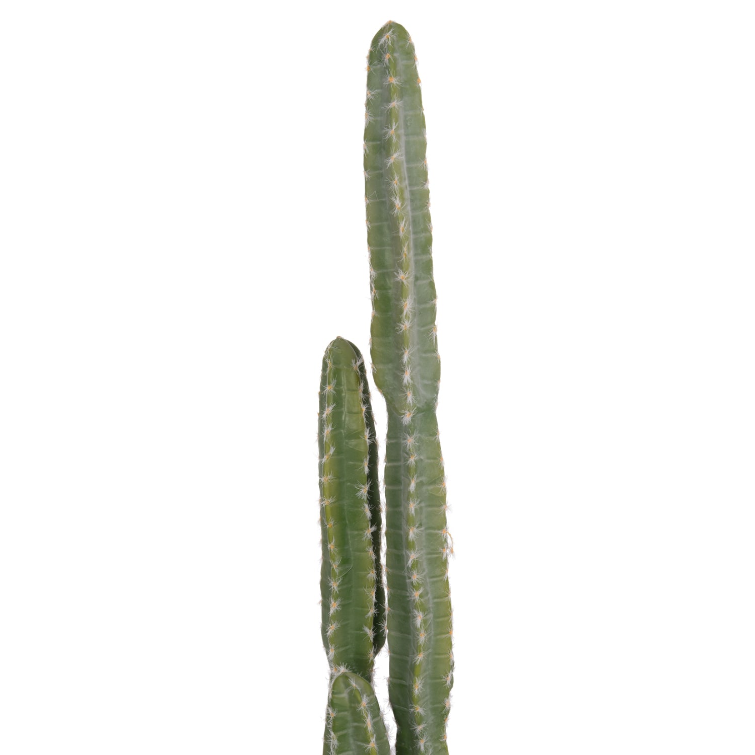 Cactus VEBER 141 CM