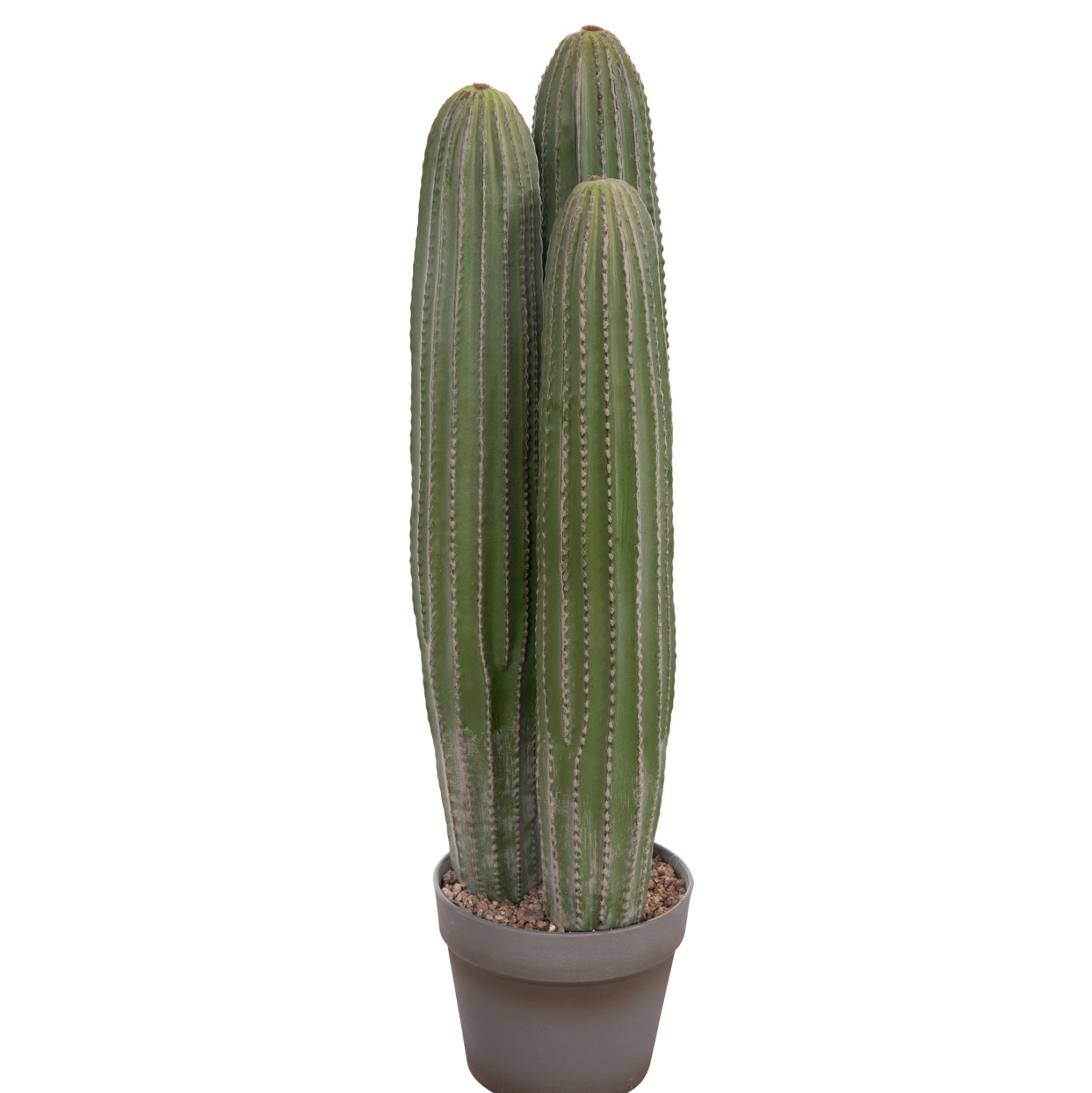 Cactus LELO 62 CM