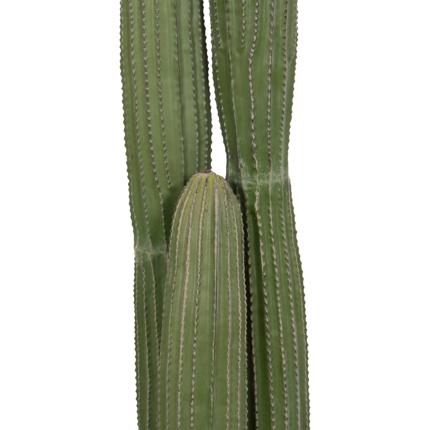 Cactus MARVIN 105 CM
