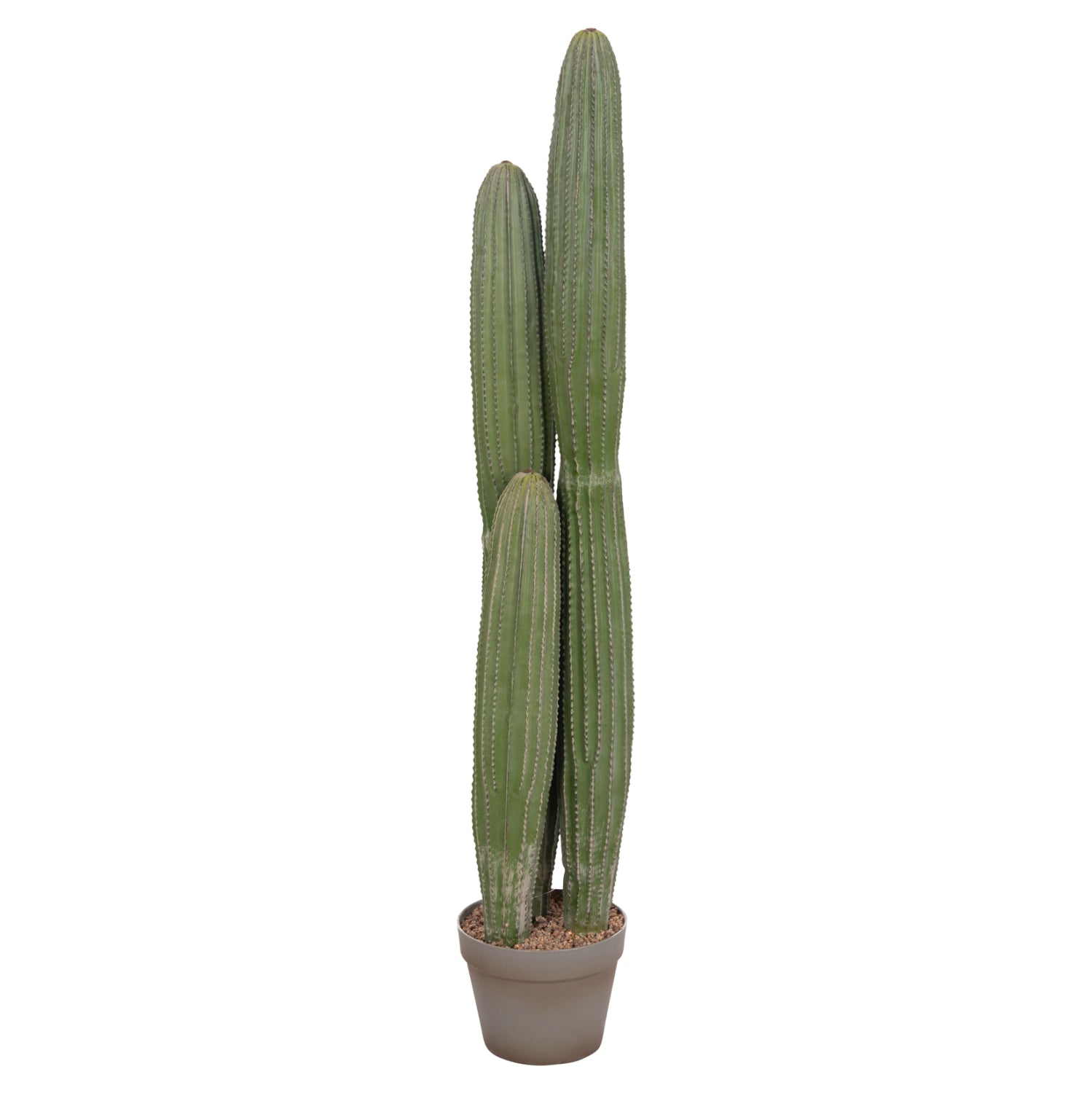 Cactus MARVIN 105 CM