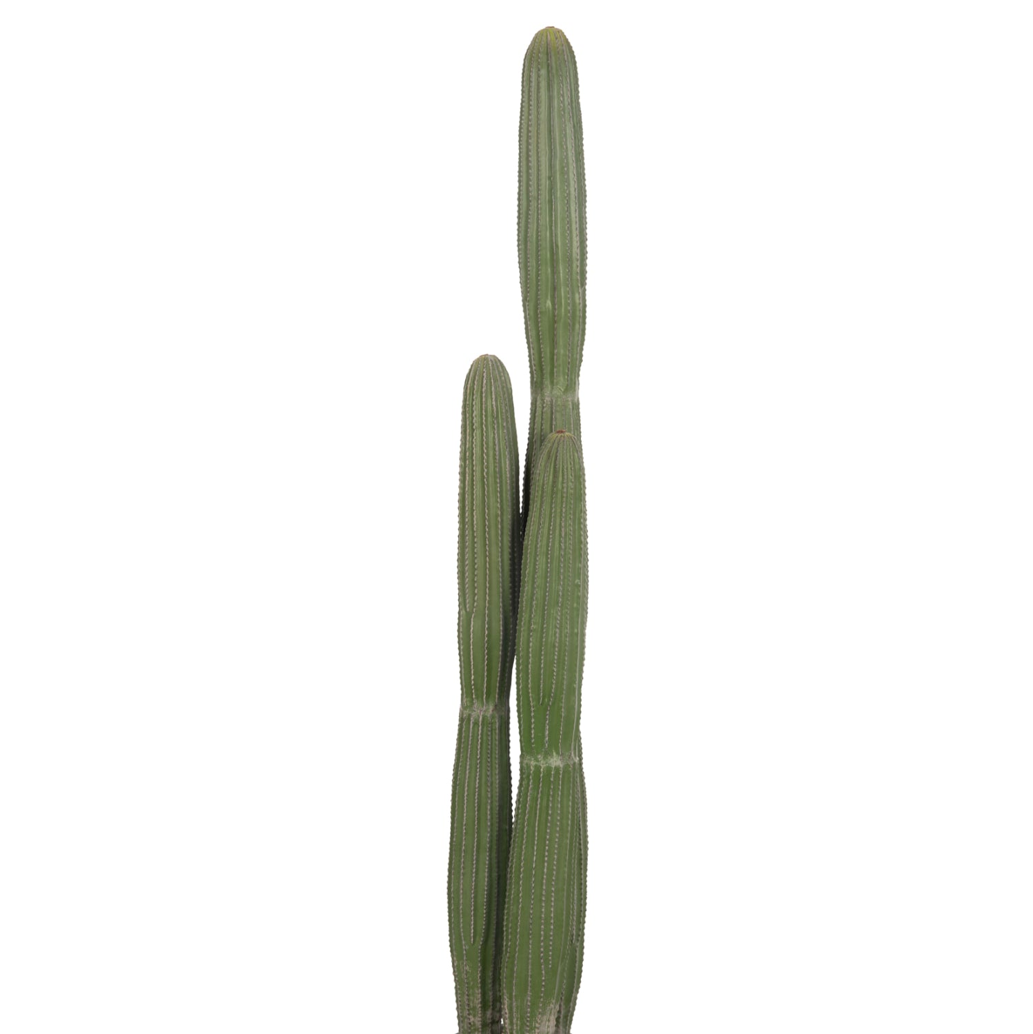 Cactus ARLET 144 CM