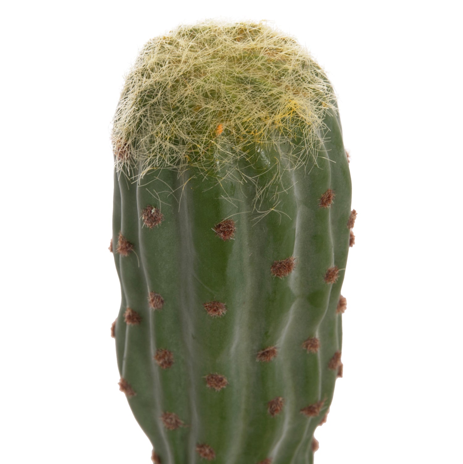 Cactus PIOVRA 115 CM